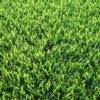 Kentucky Grass Sod Landscape Material