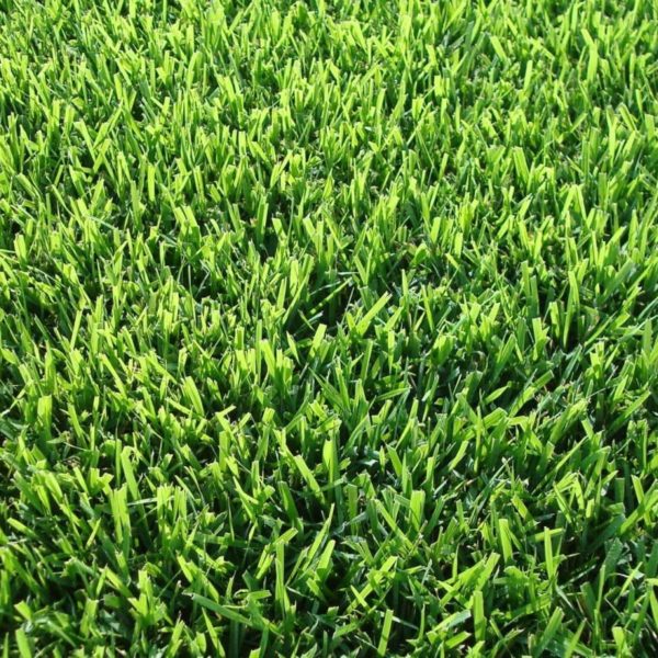 Grass Sod